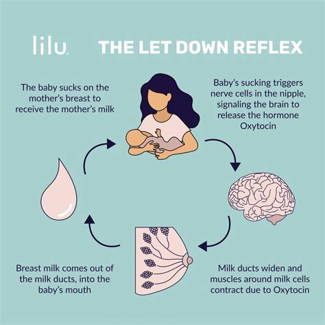 What is milk let down reflex