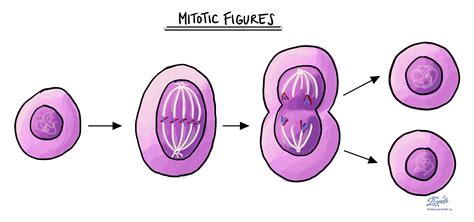 What is mitotic rate? - Studybuff