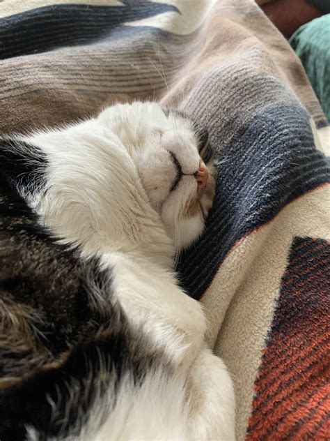 What is my cat doing to the blanket. .  <a href=https://parcomontesann...