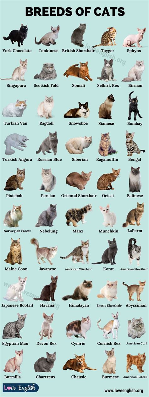 Tonkinese. Toyger. Turkish Angora. Turkish Van. Thai. Ukrainian Levkoy. York Chocolate. We hope our list has been a helpful guide to you and helped you decide which kitty is best for you! We’re .... 