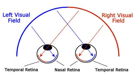 What is nasal visual field? - Studybuff