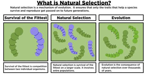 What is natural selection? - Inheritance and genetics