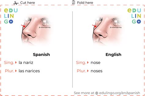 What is nose in spanish