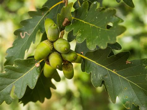 What is oak tree