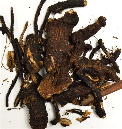 Osha root is an endangered herb on the United Plant Savers 'at risk list', and it is not possible to cultivate it on a farm. It grows in the wild in high elevation in Colorado and …. 