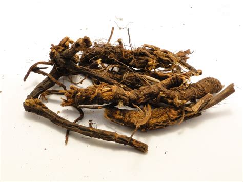 What is osha root used for. Oct 2, 2023 · OSHA ROOT Our local and wild harvested Osha Root has been used in the northern mountains of New Mexico for many decades. An herbal decoction is basically a tea made out of the root being boiled in water. Feel free to message us if you have any questions! Learn more about this item Shipping and return policies ... 