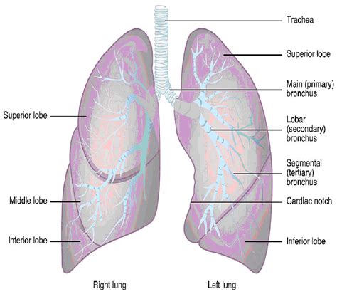  Degenerative lung disease includes diffuse hypertrophic emphysema, bullous emphysema, and "vanishing" or "cotton-candy" lung. It is the author's concept that all of the above clinical entities are stages of one disease with a common etiological factor, namely obliterative vascular disease of both the bronchial and pulmonary systems. . 
