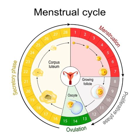 What is ovulation period in a woman