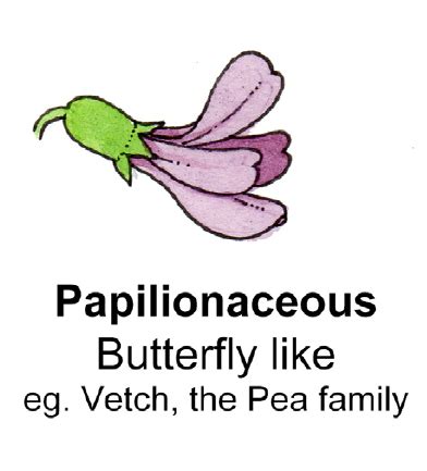 What is papilionaceous give example? - Daily Justnow