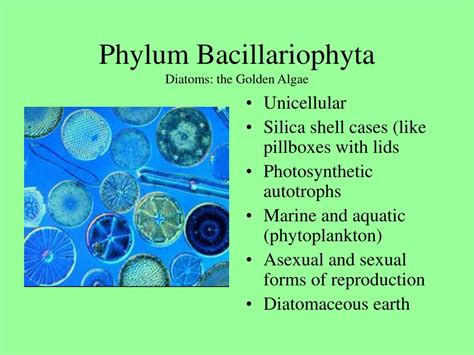 What is phylum Bacillariophyta? - FindAnyAnswer.com