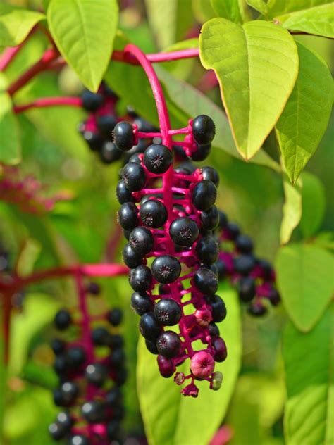 Pokeweed thrives in many landscapes across the region, with its br