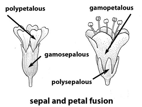 What is polysepalous calyx? - learn.careers360.com