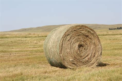 Hay requires a lot of heat from the sun and air to dry grass, legumes and green vegetation being used. The best suitable crops for making hay as highlighted by infonet-biovision.org entail .... 
