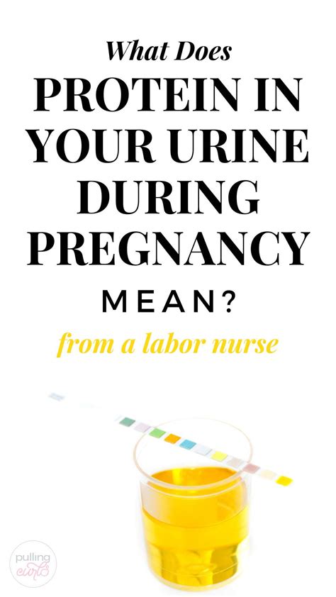 What is protein in urine while pregnant