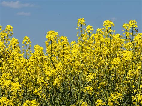 What is rapeseed Nutrition benefits considerations and FAQs