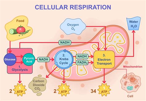 What is respiration.  Cellular respiration is the process by which cells ...