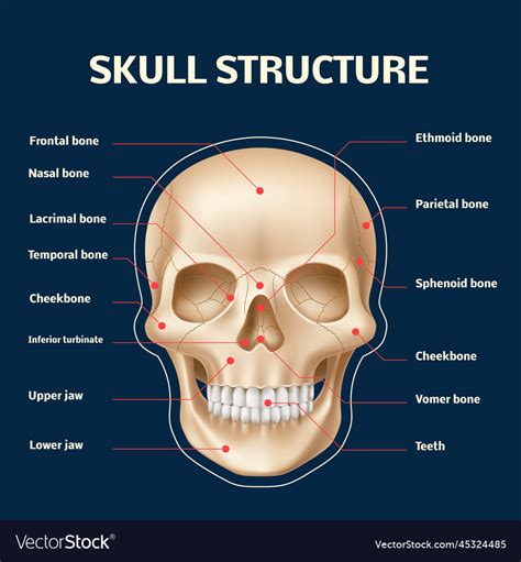 What is skull & Nub theory? - Netmums