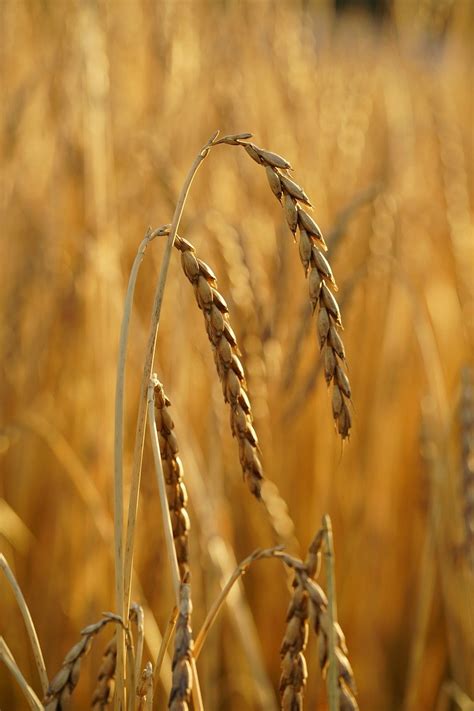 What is spelt flour and what is it used for? - My German Table