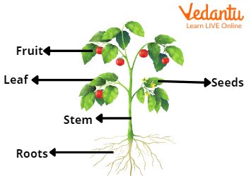 What is stem in plants