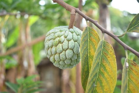 The sugar apple is a heart-shaped fruit. It grows on thick, woody stalks and is the most commonly eaten part of the sugar apple tree. Its outer surface is thick, hard, and covered with... . 
