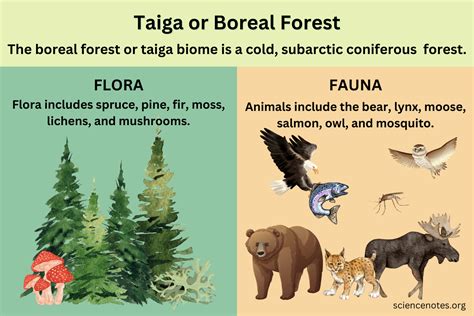 What is taiga
