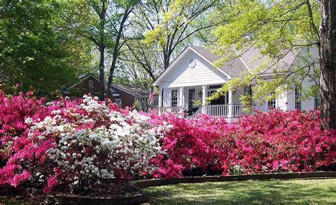 What is the Best Time to Plant Azaleas in Georgia?