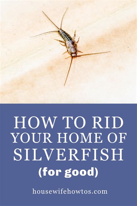 What is the Best Way to Kill Silverfish? (with pictures)