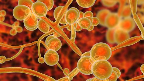 What is the Candida auris fungus?