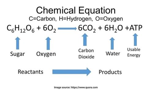 What is the Chemical Equation for Cellular Respiration