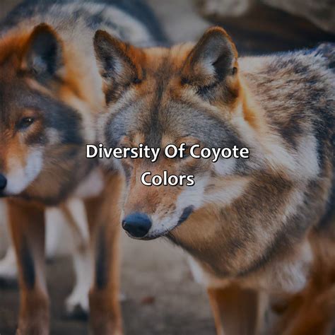 What is the Coyote Color