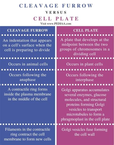 What is the Difference Between Cell Plate and Cleavage Furrow Compare