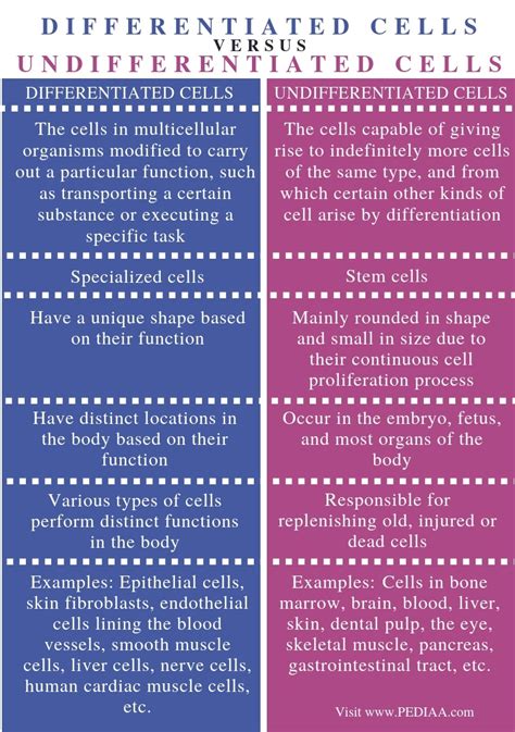 What is the Difference Between Differentiated and Undifferentiated