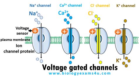 What is the Difference Between Ligand and Voltage Gated Channels