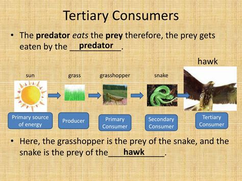 What is the Difference Between Primary Secondary and Tertiary Consumers