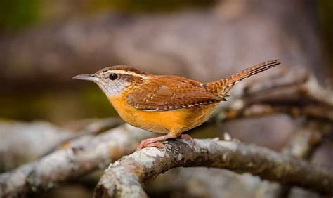 What is the State Bird of South Carolina? - Carolina Wren