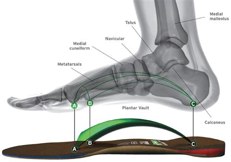 What is the advantage of arched feet?