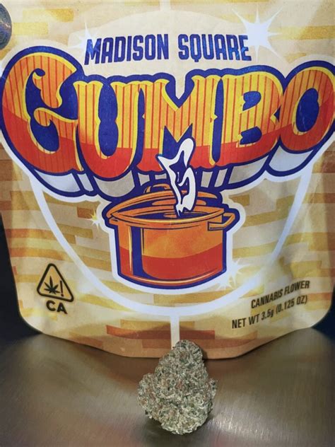 The gumbo strain’s lineage weaves a captivating narrative, tracing its roots back to the illustrious parent – the legendary Girl Scout Cookies and the revered Thin Mint GSC. These genetic precursors imbue Gumbo with a potent blend of effects that resonate deeply within the cannabis community. As we dig into the orange soda strain’s .... What is the best gumbo strain
