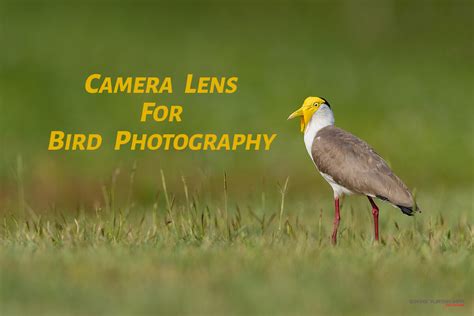 What is the best lens for taking photos of birds?