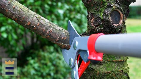 What is the best tree pruner? - YourCentralValley.com KSEE24