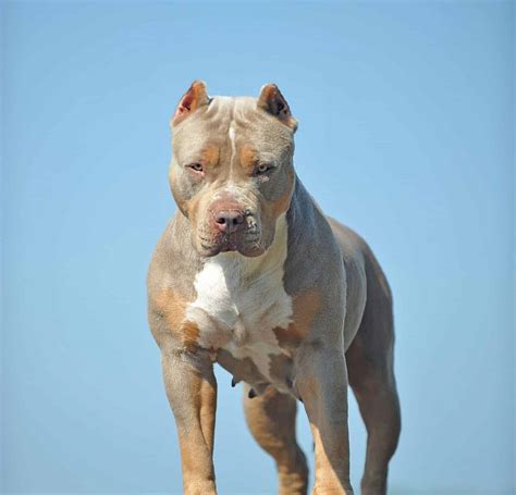 What is the biggest pitbull? - studenten365.com