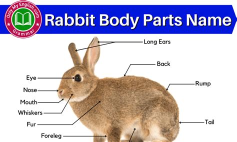 What is the body of rabbit covered with? - Answers