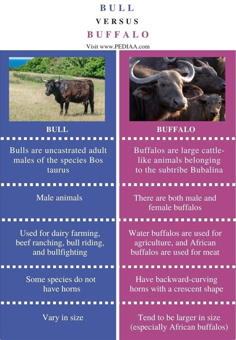 What is the difference between Bull and Buffalo?