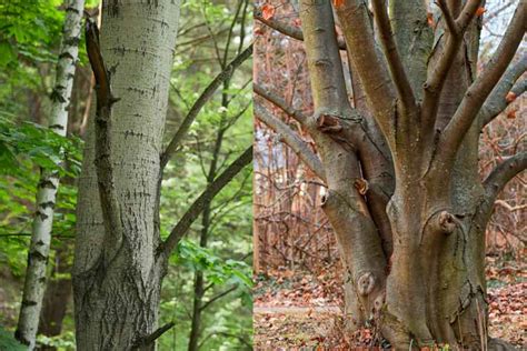 What is the difference between a birch tree and a beech tree?