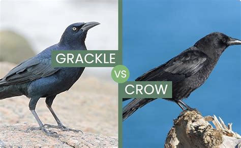 What is the difference between a grackle and a crow? - Quora