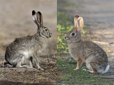 What is the difference between a jackrabbit, a hare, and a …