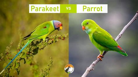 What is the difference between bird and parrot?