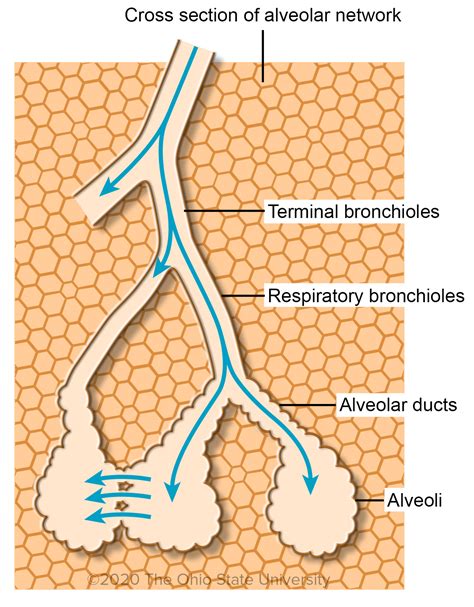 What is the difference between bronchioles and terminal bronchioles …