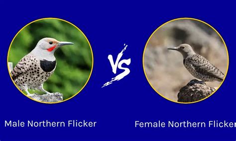 What is the difference between flicker and woodpecker?