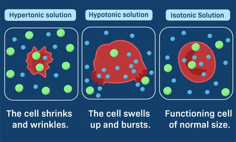 What is the difference between hypertonic and Hyperosmotic?