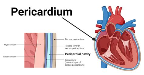 What is the difference between the pericardial cavity and the …